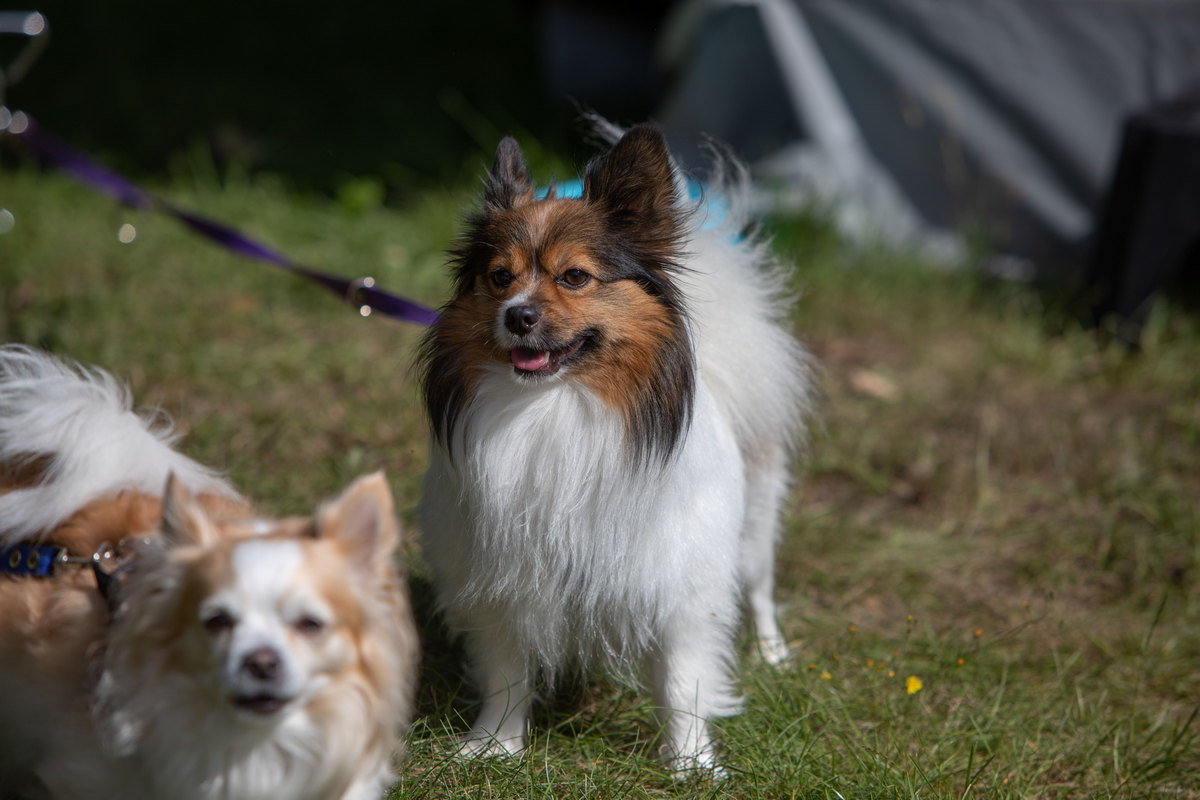 Hunde er velkomne på Blushøj - men de skal være i snor på pladsen, og I skal selv samle op efter dem.